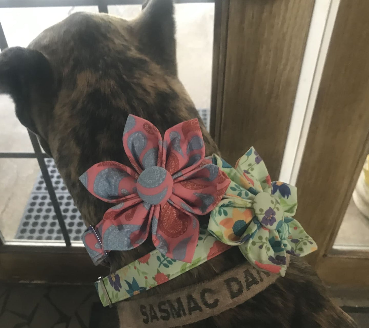 Paisley Taffy Dog Flower Collar
