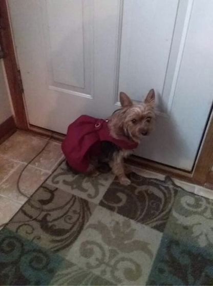 Burgundy Wool Fur-Trimmed Dog Harness Coat