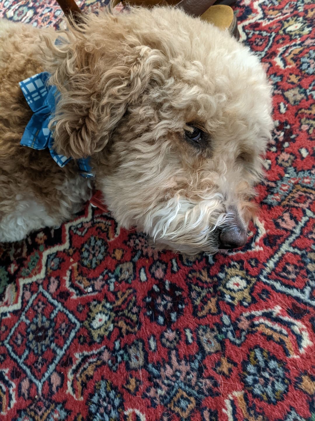 Newport Plaid Dog Flower Collar