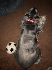 Thumbnail for Ruby Polka Dot Dog Collar