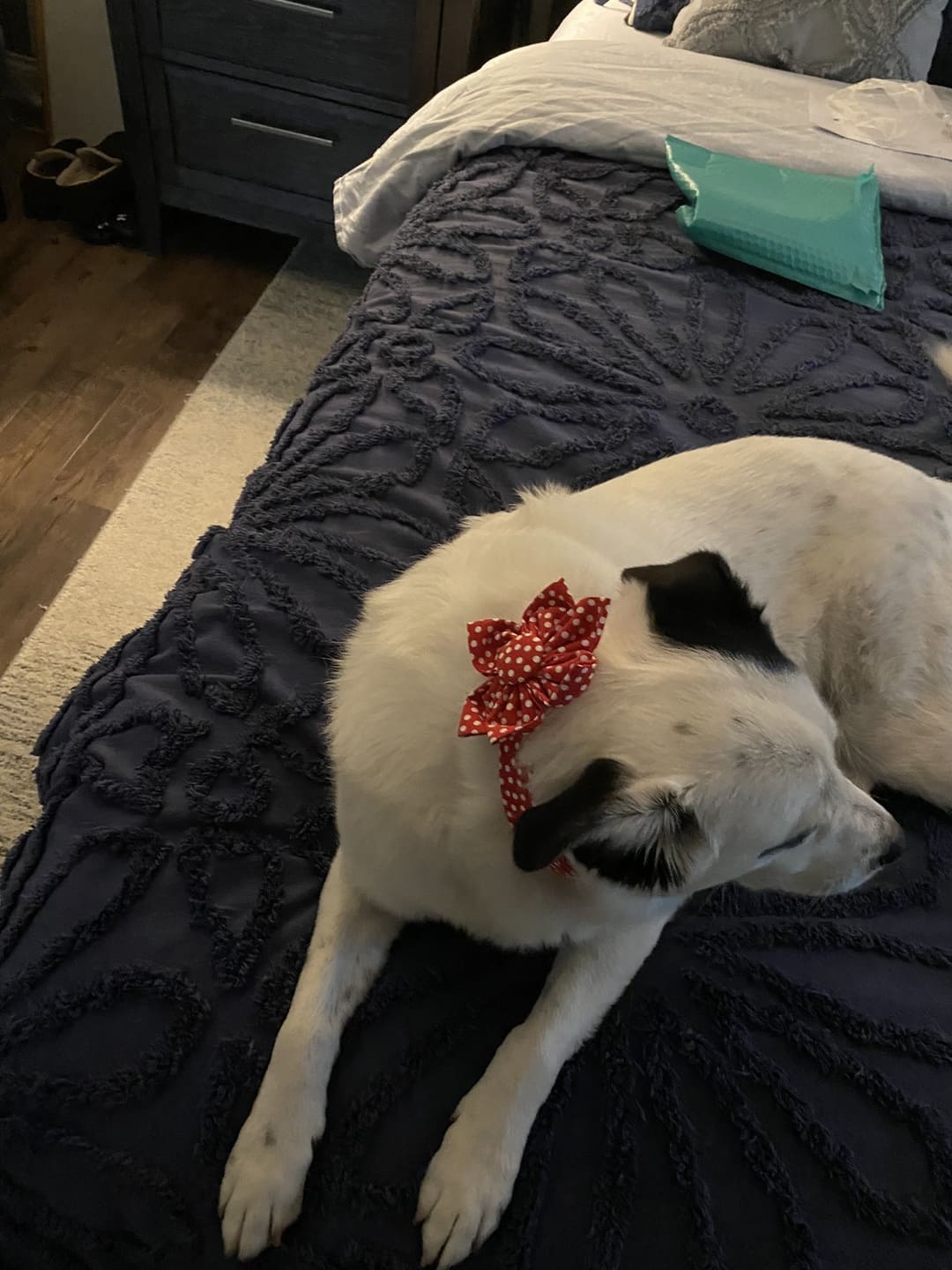 Ruby Polka Dot Dog Flower Collar