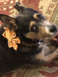 Thumbnail for Apricot Daisy Dog Flower Collar