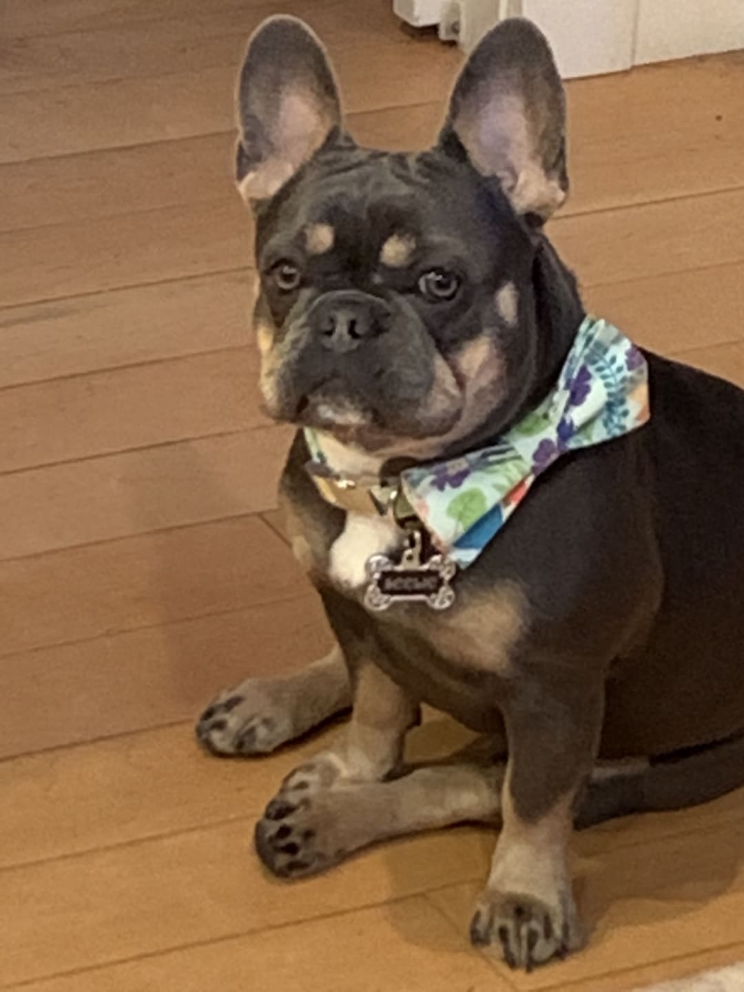 Vibrant Bouquet Dog Bow Tie Collar