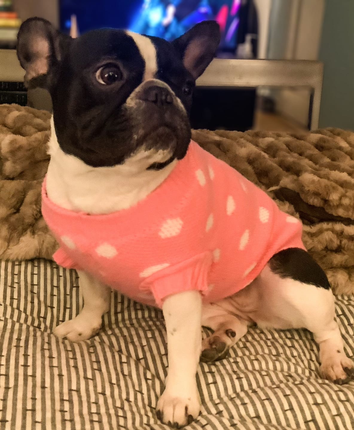 Guinevere Pink Polka Dot Dog Sweater CLEARANCE