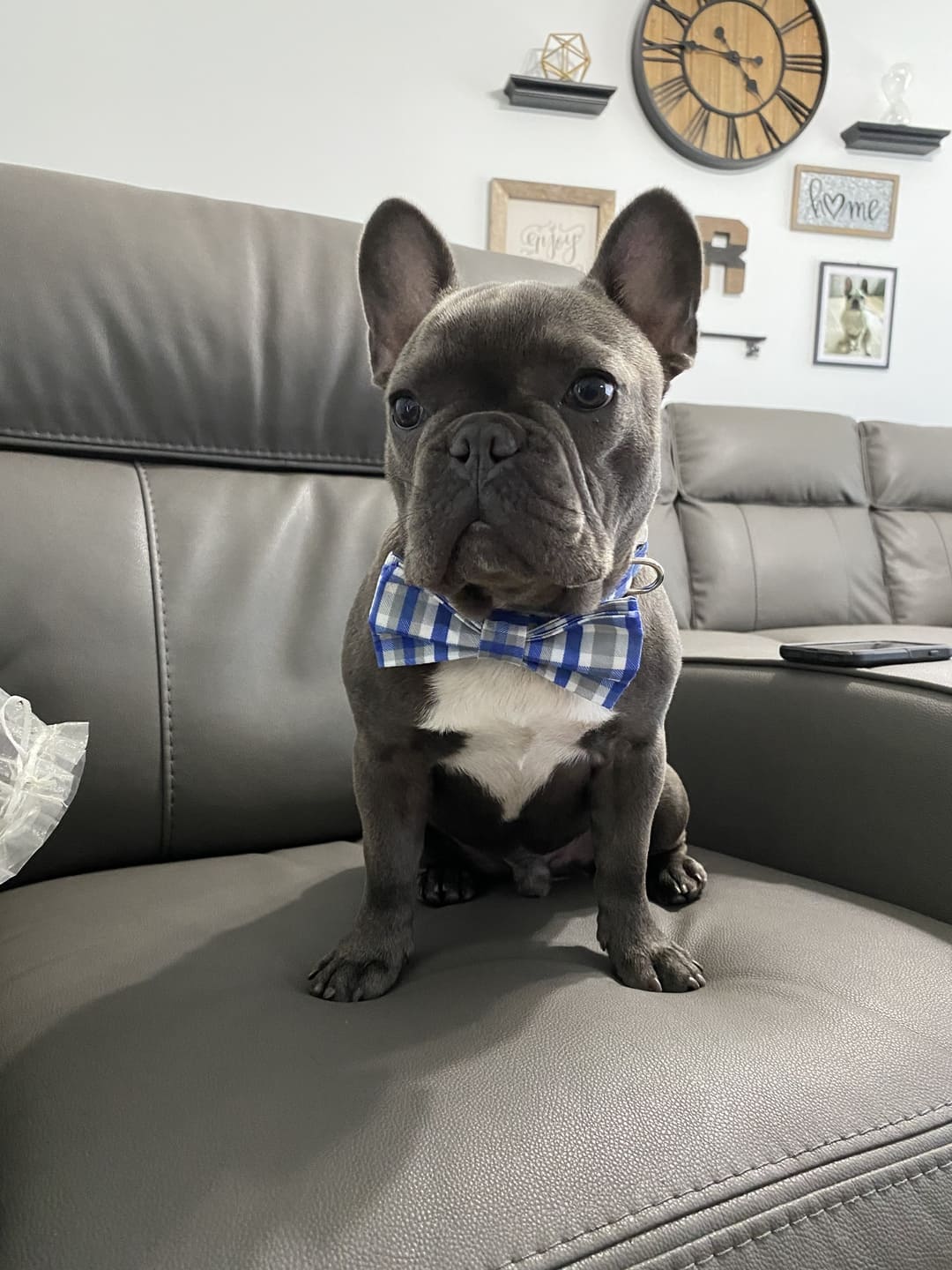 Sapphire Stone Dog Bow Tie Collar