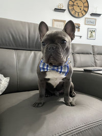 Thumbnail for Sapphire Stone Dog Bow Tie Collar