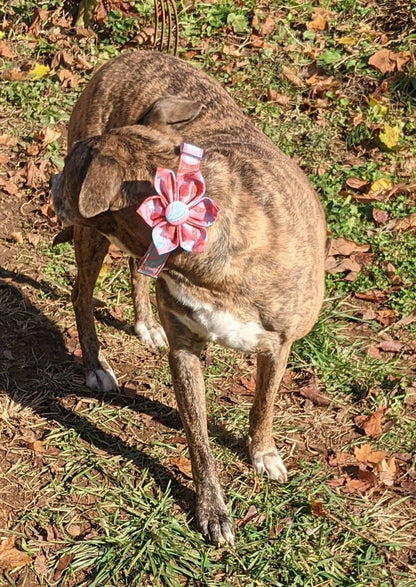 Paisley Taffy Dog Flower Collar