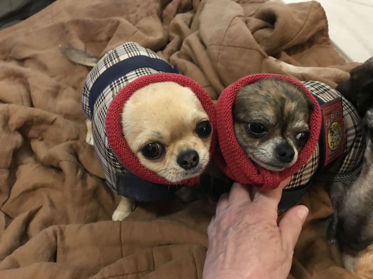 Raspberry Cotton Dog Snoodie, Scarf, Cowl, Dog Ear Warmer – Waggy Pups