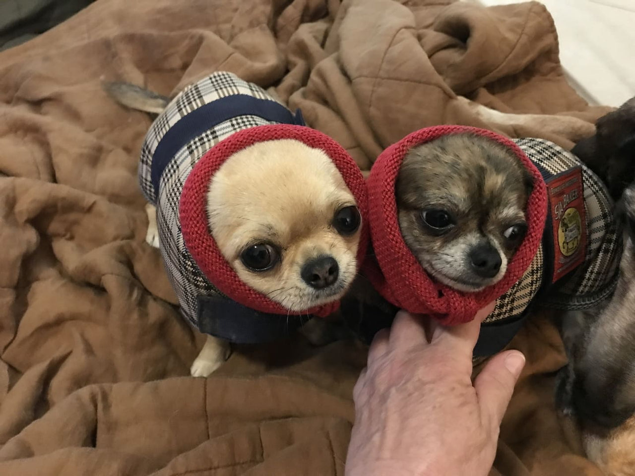 Raspberry Cotton Dog Snoodie, Dog Scarf, Dog Cowl, Dog Ear Warmer